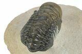 Detailed Crotalocephalina Trilobite - Atchana, Morocco #249785-5